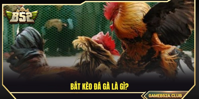 Bắt kèo đá gà là gì?