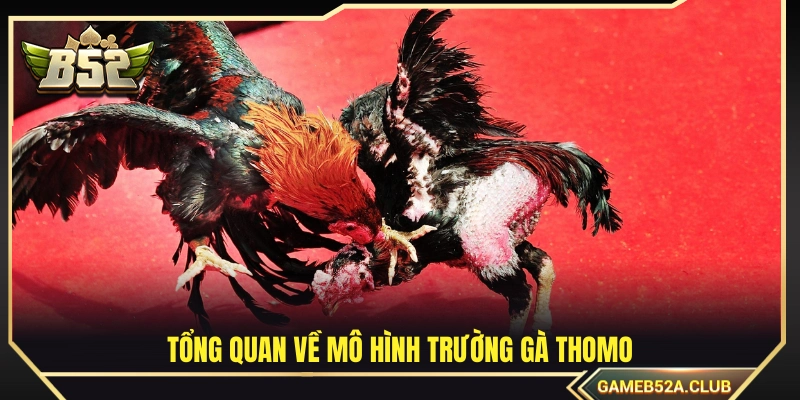 Giới thiệu chi tiết về đấu trường gà Thomo